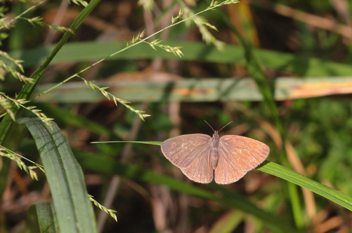 Carolina Satyr